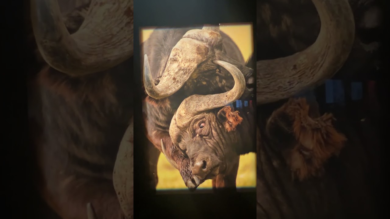 Natures Best Photography exhibit at Wonders of Wildlife National Museum & Aquarium in Springfield MO