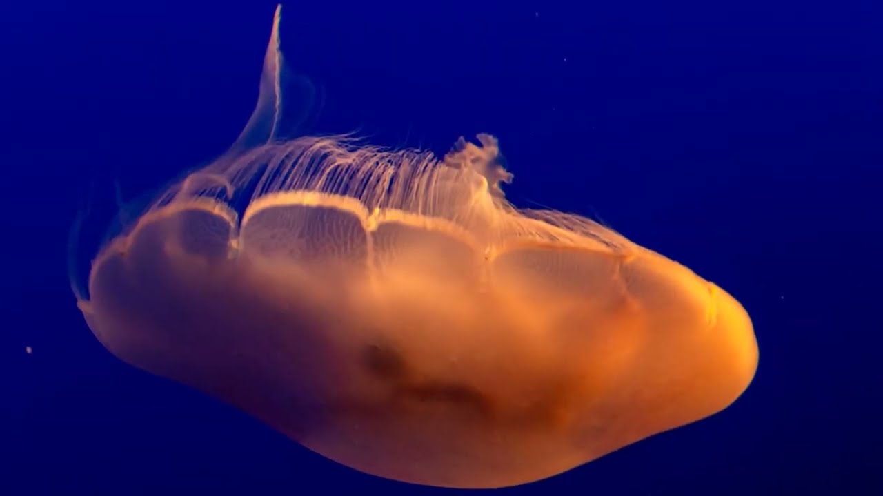 Steve Johnson California Monterey Aquarium  2024