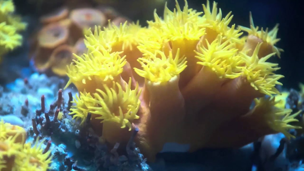 Sun Coral Habitat Timelapse at S.E.A. Aquarium