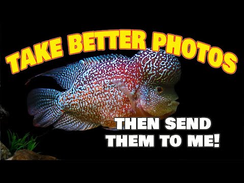 Take better photos of your aquarium fish