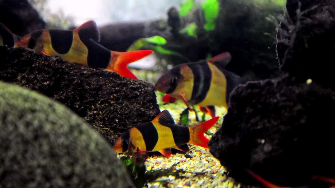 The Florida Aquarium Timelapse