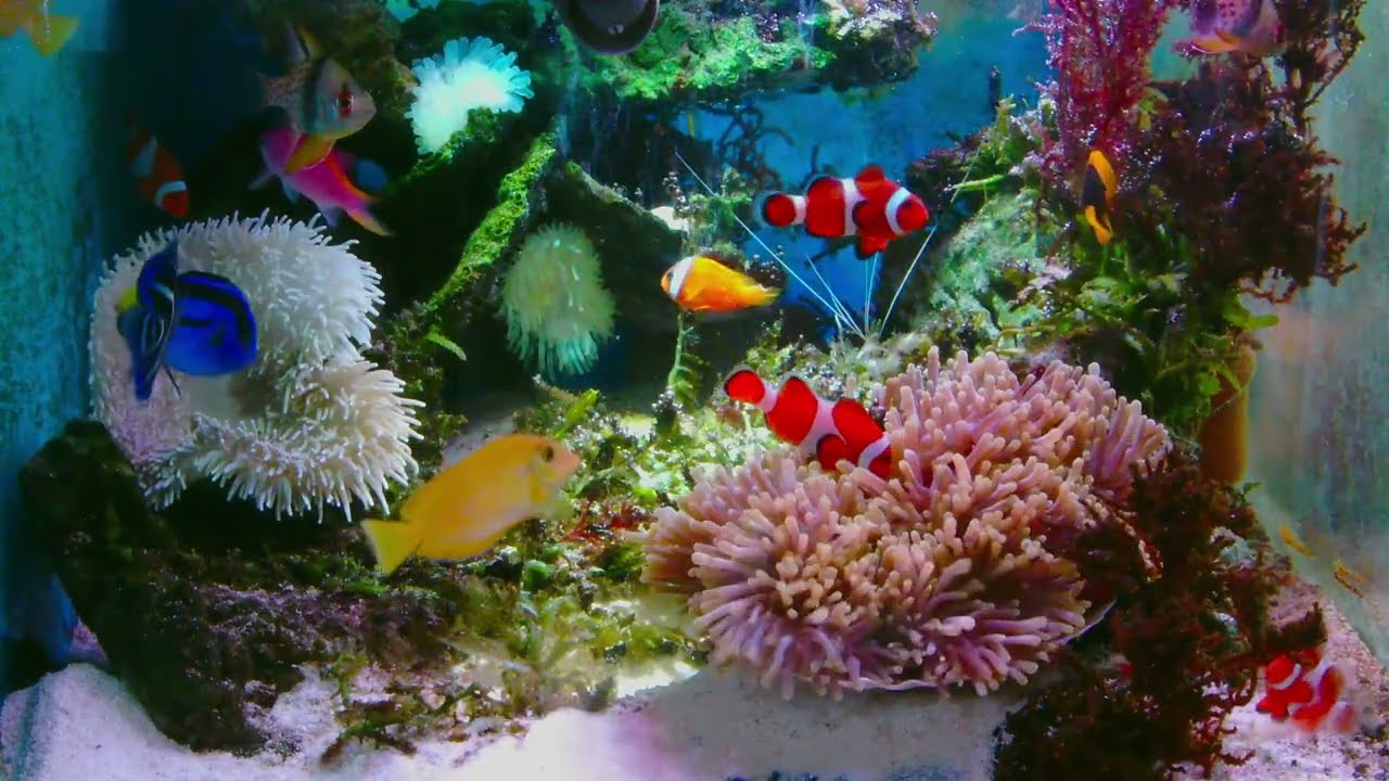 beautiful fish aquarium at home「🐳Relax your mind: real pictures and relaxing music. 🐠At this time, 🐟