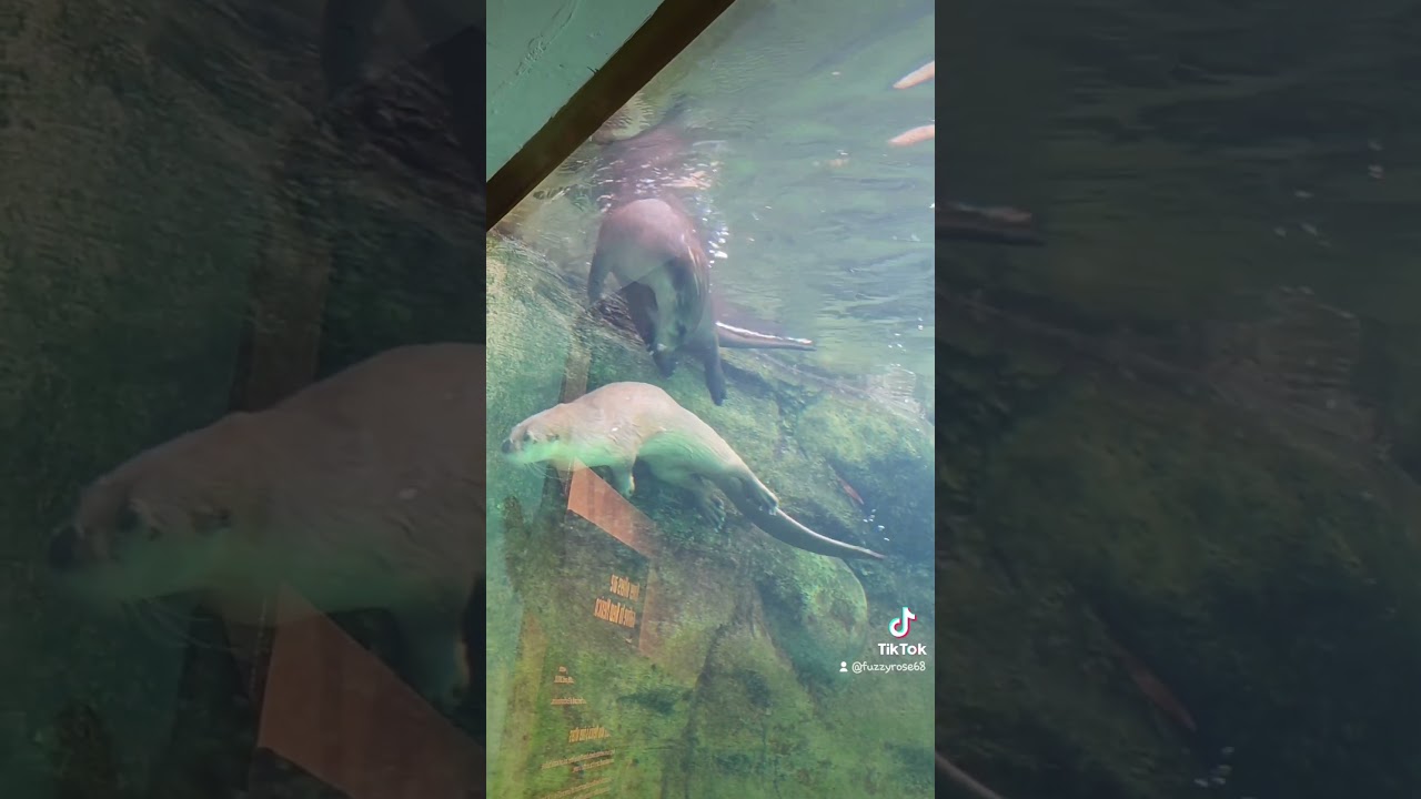 him and me ❤️ #love #couplegoals #gamergirl #otter #ocean #sealife #aquarium #photography #beautiful