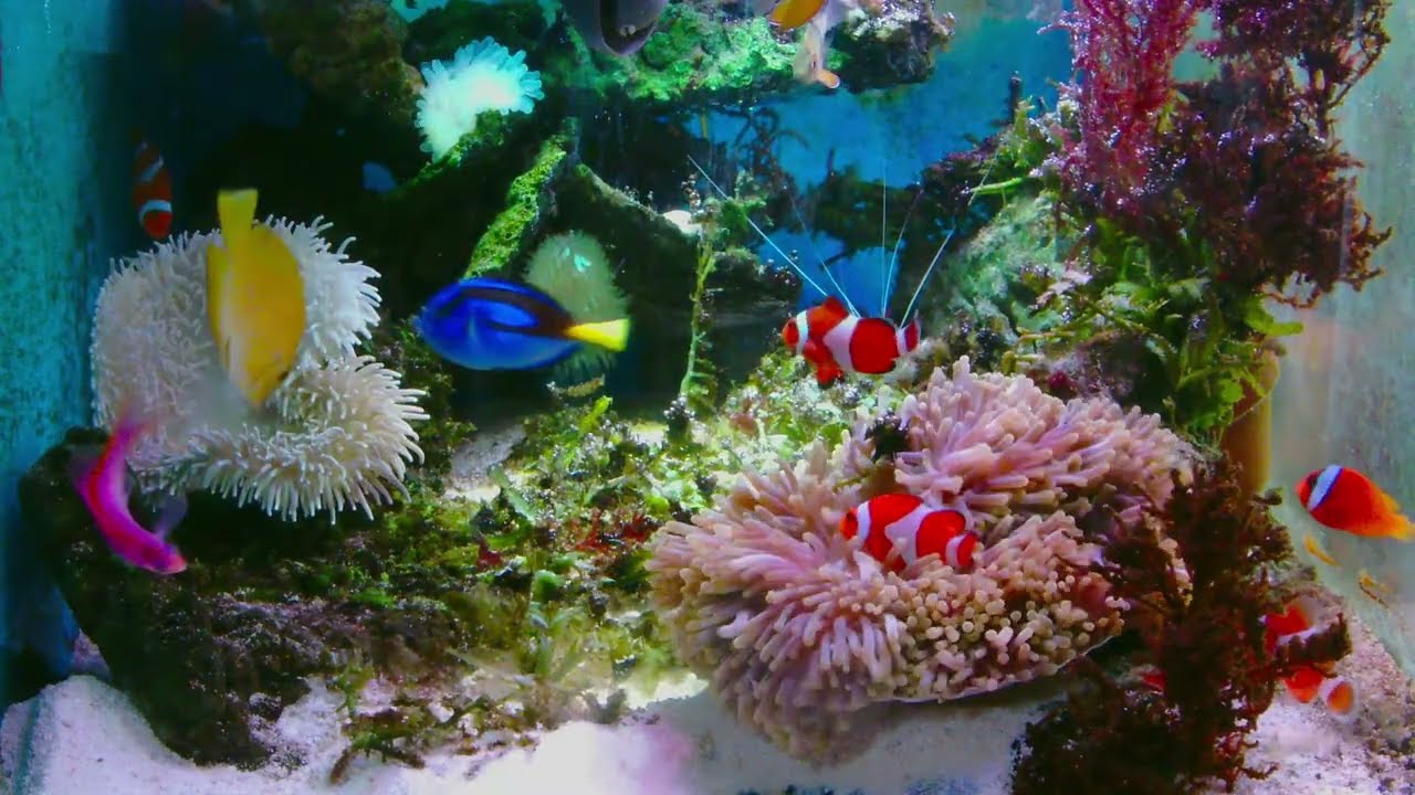nemo fish in aquarium「🐳Relax your mind: real pictures and relaxing music. 🐠At this time,