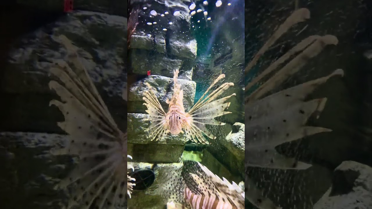 (Field trip)Beautiful Lion fish🐠 The aquarium of New Orleans #aquarium #neworleans #lionfish #fish
