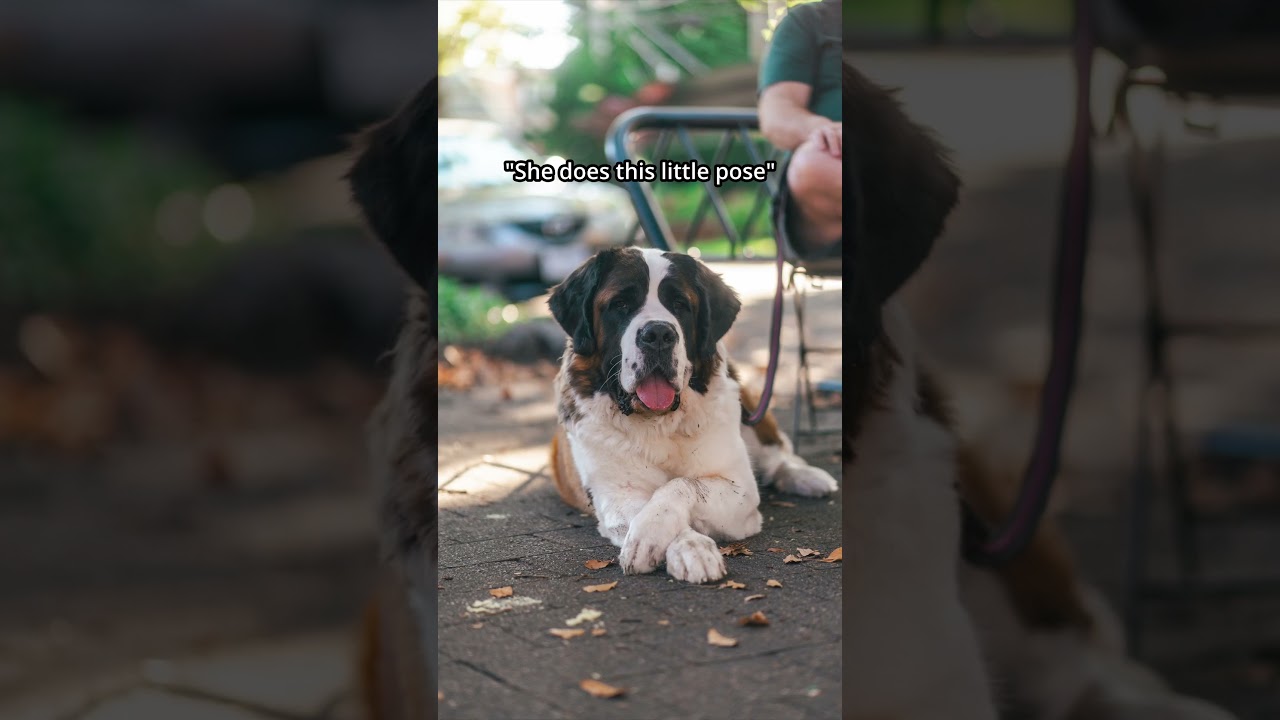 Funny Street Portraits with a St. Bernard! | Dog Photography in the Fall 🍂 | Sony A7CII, 35mm + 85mm
