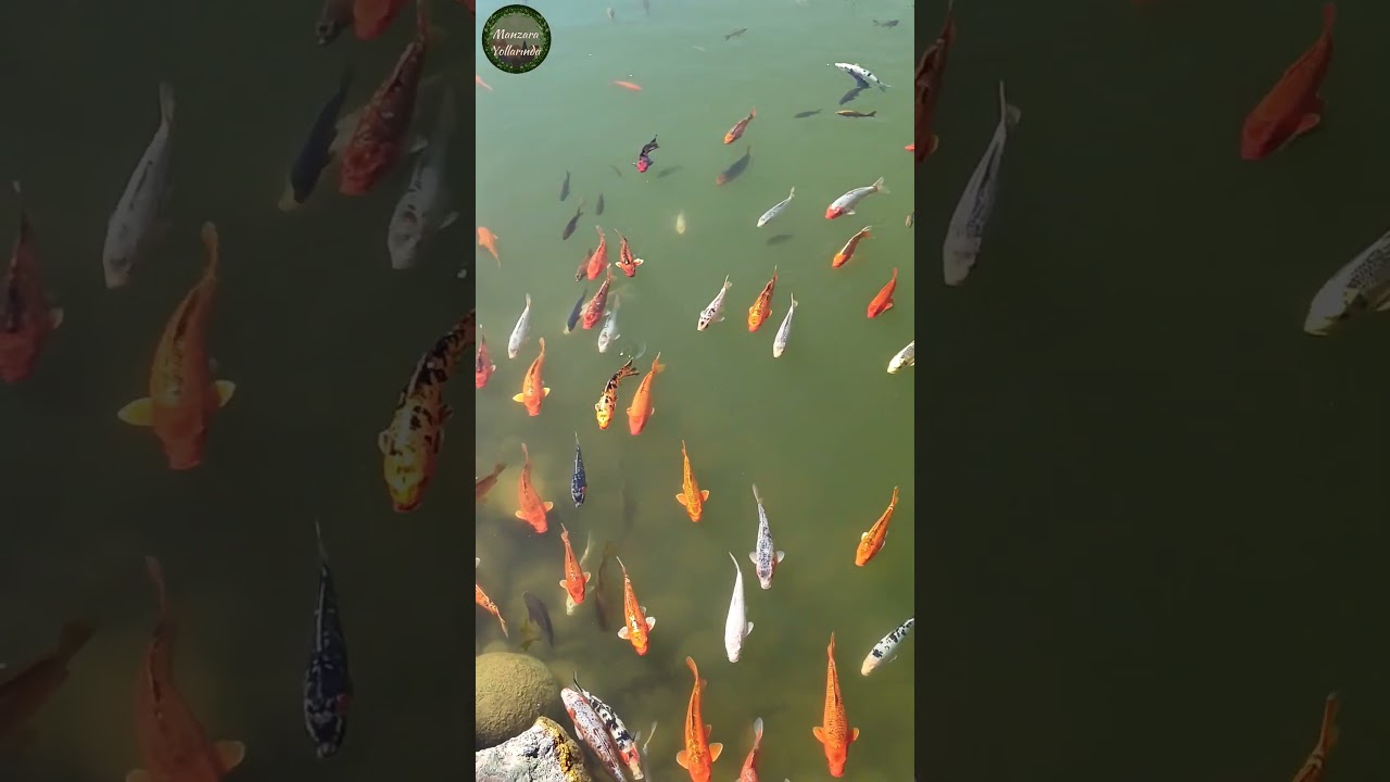 Koi Fish – #shorts #funny #koifish