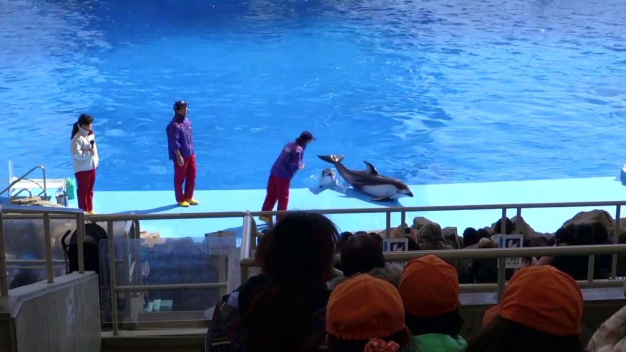 Port of Nagoya Aquarium Dolphin Show