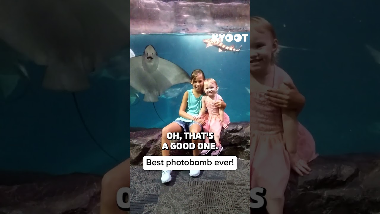 Sometimes you have to sea it to believe it! 🌊 #aquarium #stingray #sea #ocean #shorts