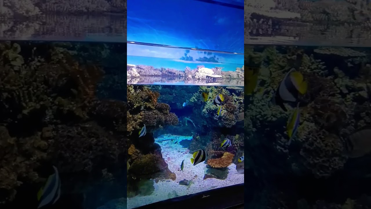 #photography #fishes #aquarium #acuario #barcelona #ytshorts #shorts