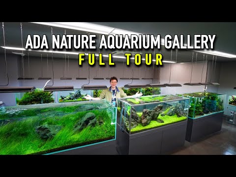 ADA Nature Aquarium Gallery FULL TOUR 2024
