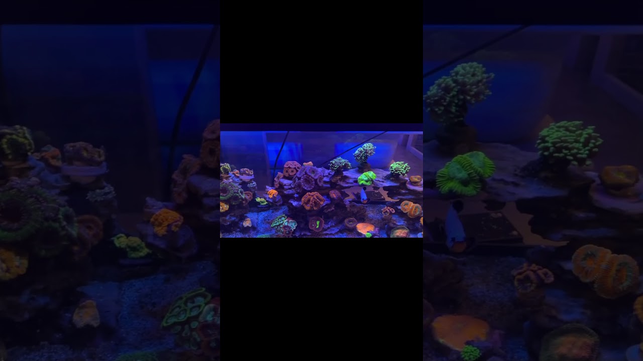 Acan’s #fire #aquarium #reef #love #motivation #fish #photography #style #music #listen #fun