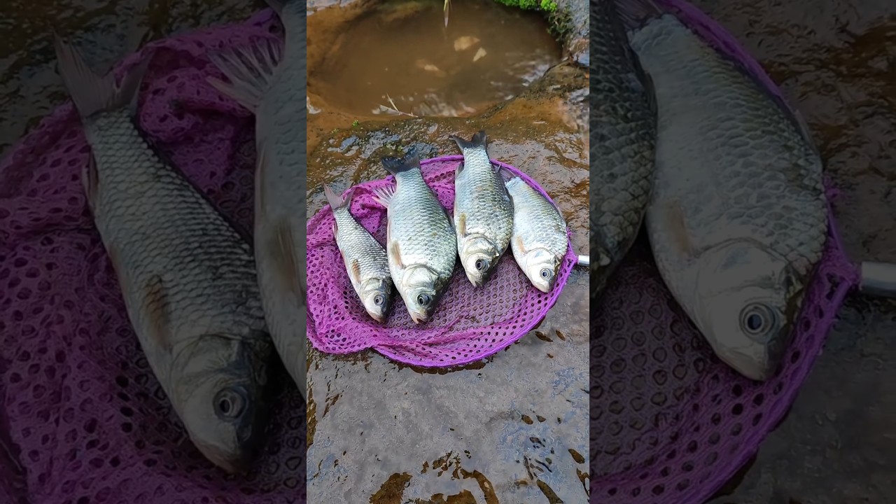 Fishing videos, axolotl, fishing videos bass, pleco, fishing for bass, reel, pond fishing