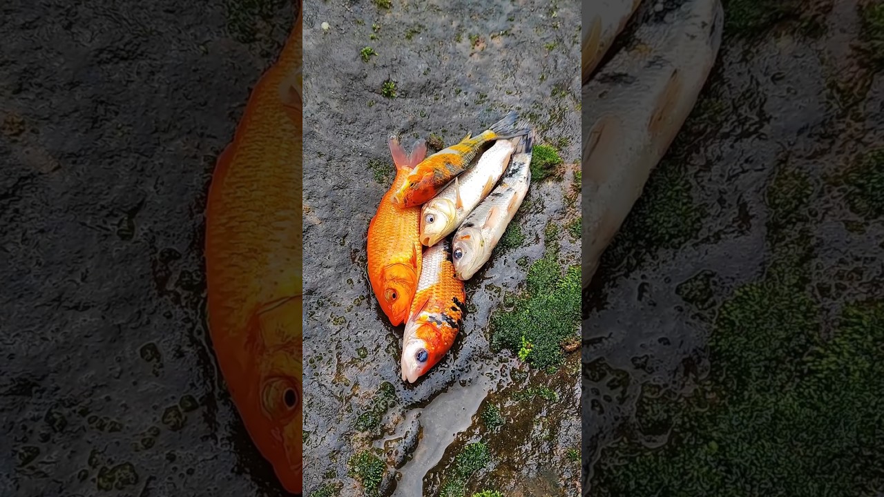 Jaw spreaders, monster bass, beach fishing, magnet fishing best finds