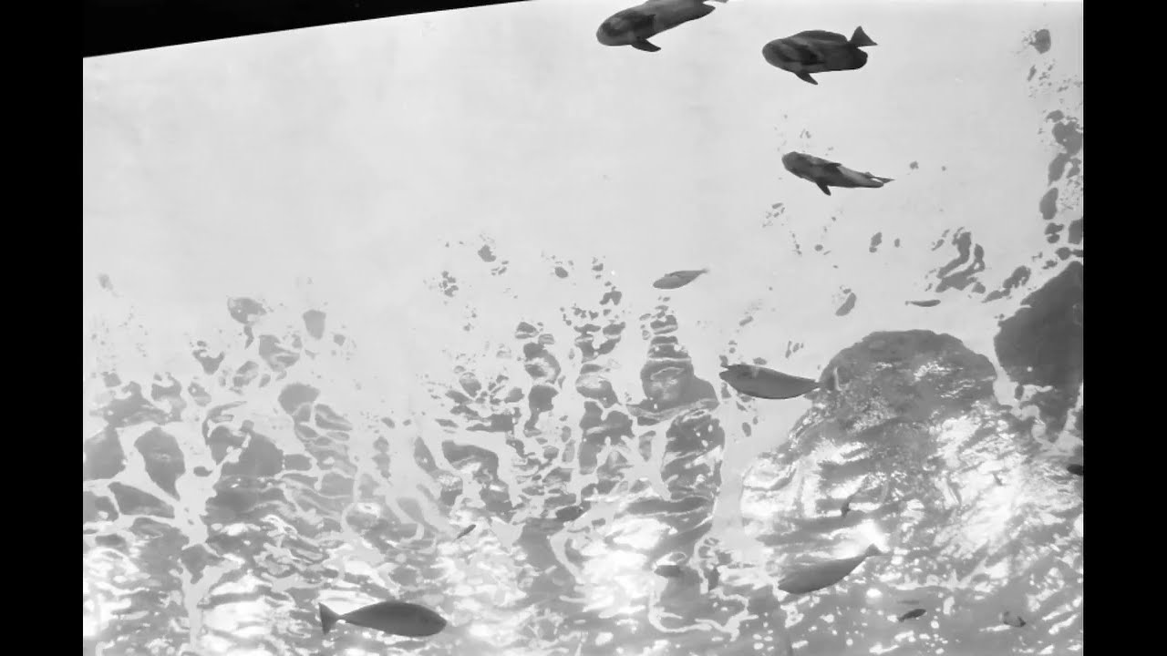 My Photography of Georgia Aquarium in Black and White
