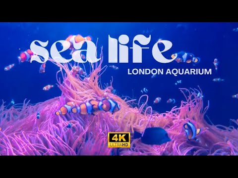 Sea Life London Aquarium complete walkthrough tour | Must visit place with kids #london #animals