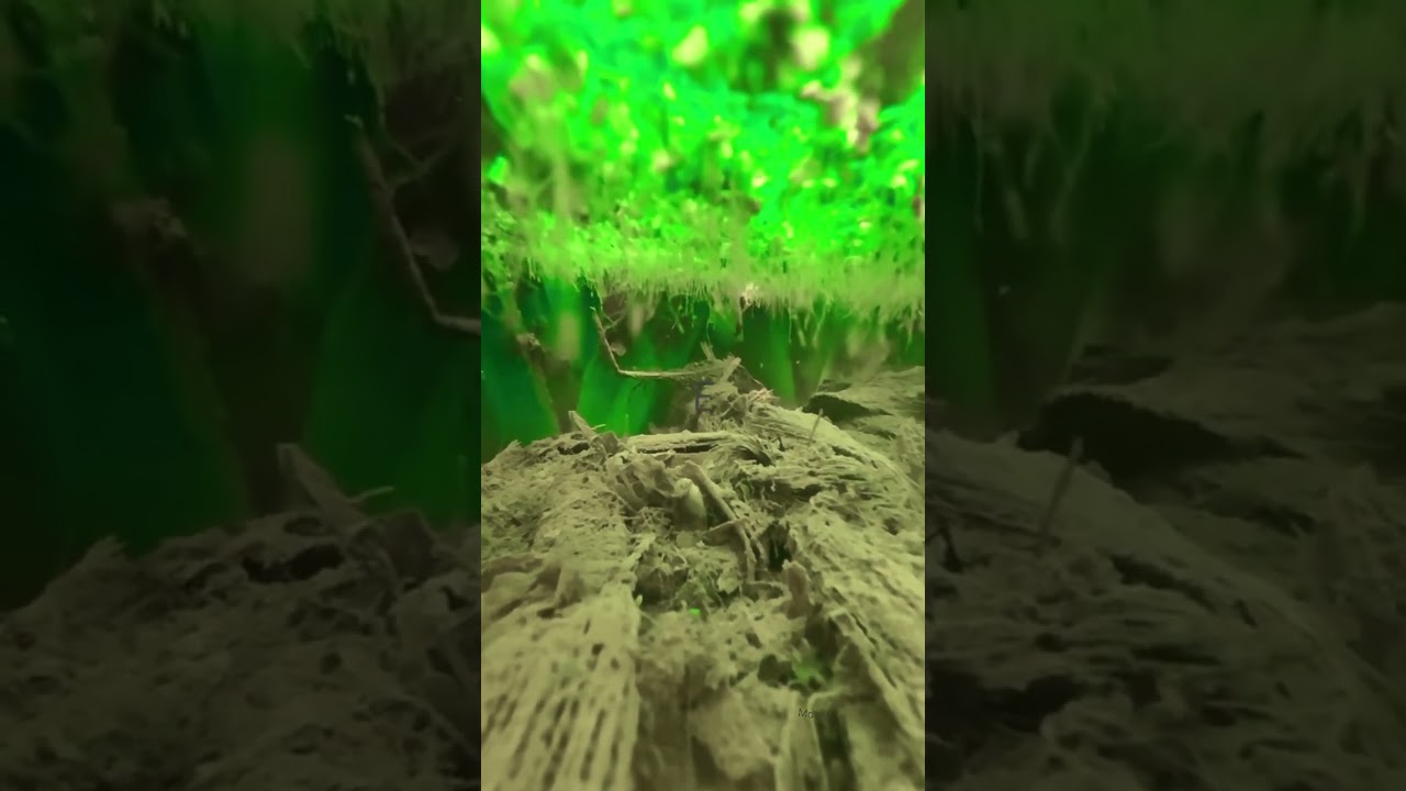 Shots video nature photography #youtubeshorts #nature