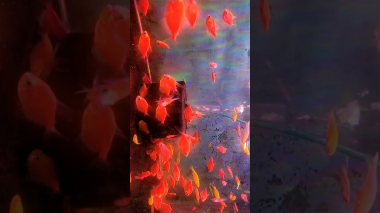 Aquarium Fish #fish #shorts #aquarium
