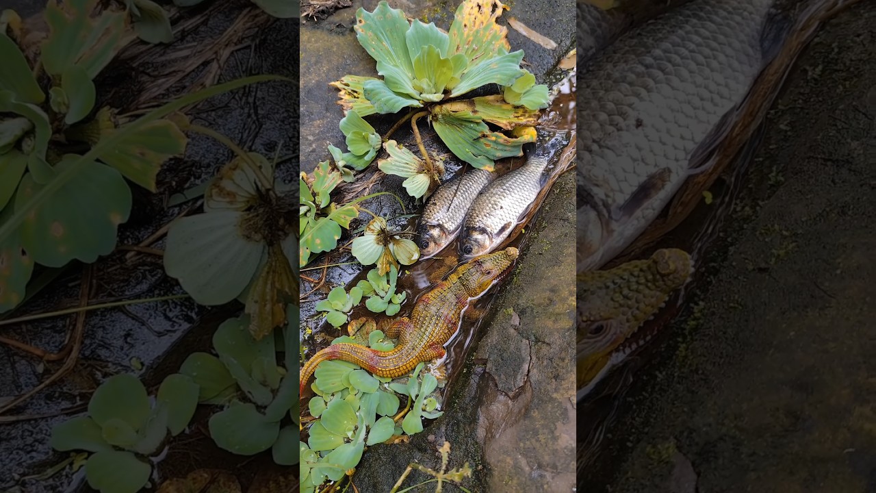 Rare fish, fishing video, rescuing fish, florida keys, injured fish, animal crossing's rare fish