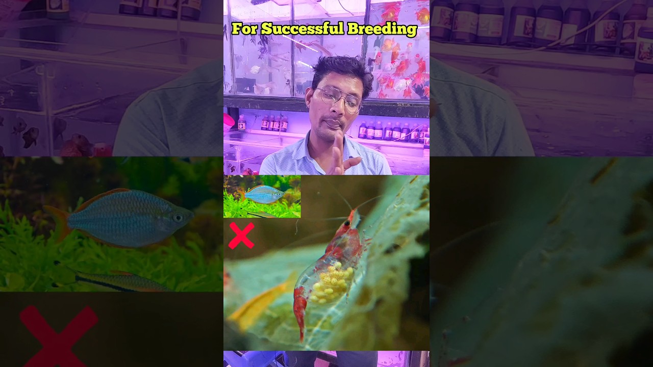Shrimp Breeding 🦐 Tips, Pari Aquarium  @pariaquarium #shrimp #ytshorts #shorts