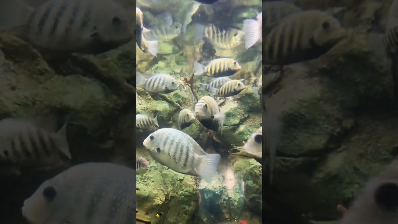 #aquarium #fish #fishtank #ocean #photography #nature #travel #atlanta #reeftank #coral #cichlids