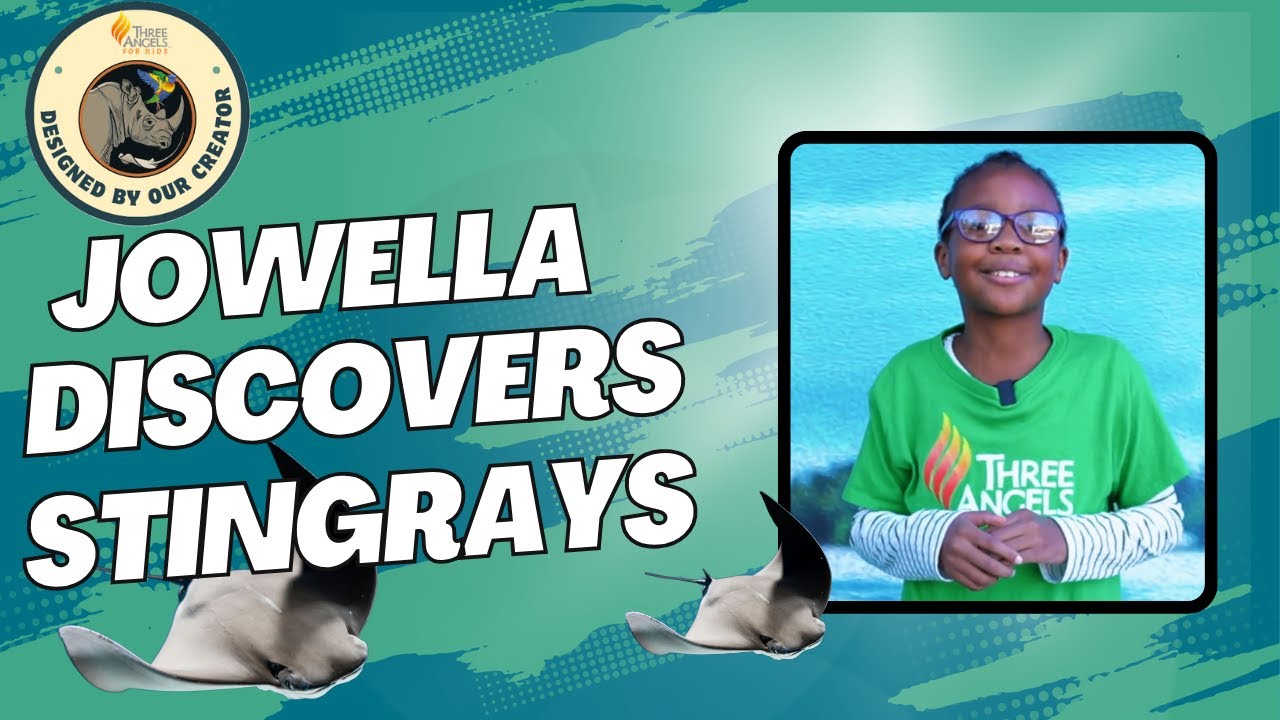 Designed by our Creator: STINGRAYS