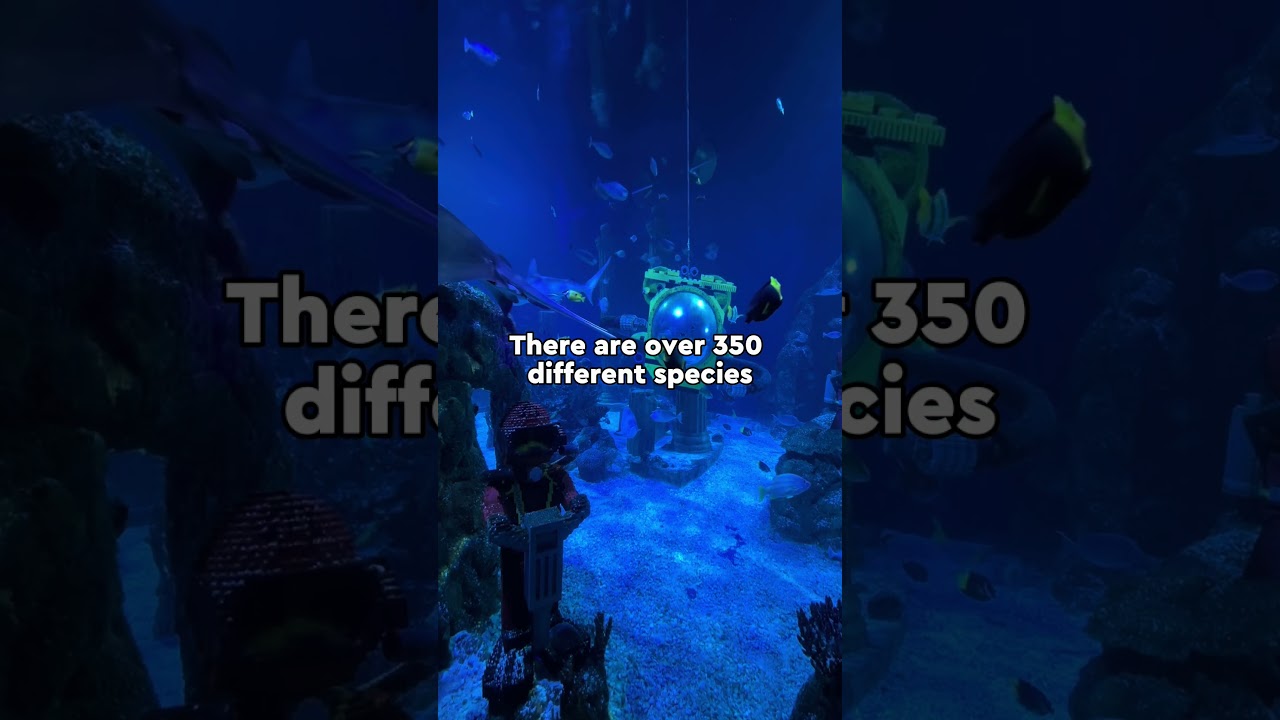 Dive deep into discovery at SEA LIFE Aquarium 🐠