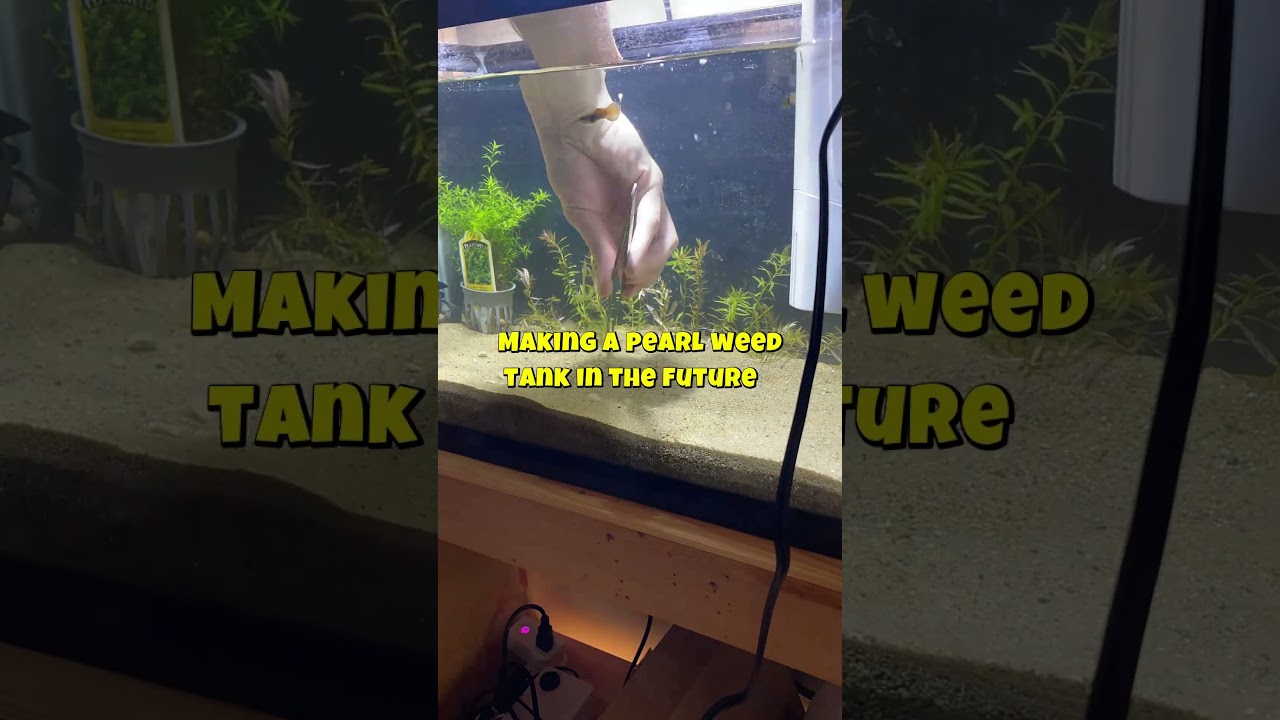 Planting Stem Plants in My Aquarium! 🌿✨ Satisfying