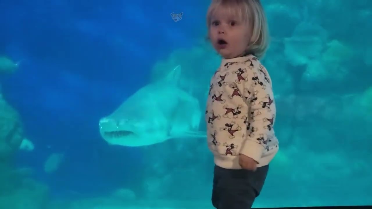 Wide-Eyed Wonder: Kids’ Hilarious Reactions to Aquarium Fish!