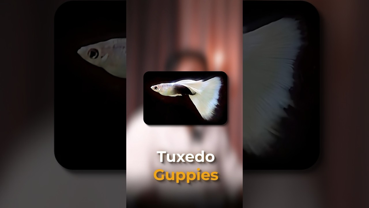 5 Unique Guppies Types!😍🔥 | Guppy Fishes | Tamil Aquarium Setup | Naveen Seastar | #fish #guppy