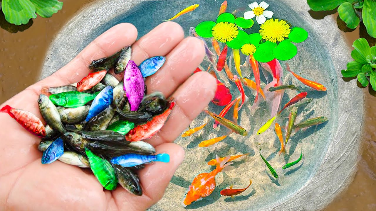 Amazing Catch Nest Aquarium Fish In Tiny Pond, Arowana, Koi, Guppies, Pencil Fish | Fishing Video