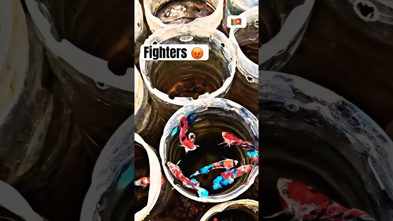 Beautiful Betta Fish Collection 🐠 Fighter Fish #shorts #nature #aquarium #bettafish