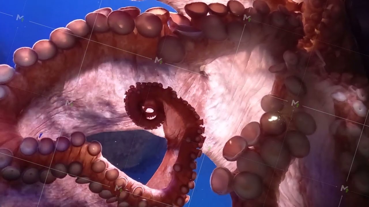 Big octopus in the aquarium. Macro photography of aquarium animals