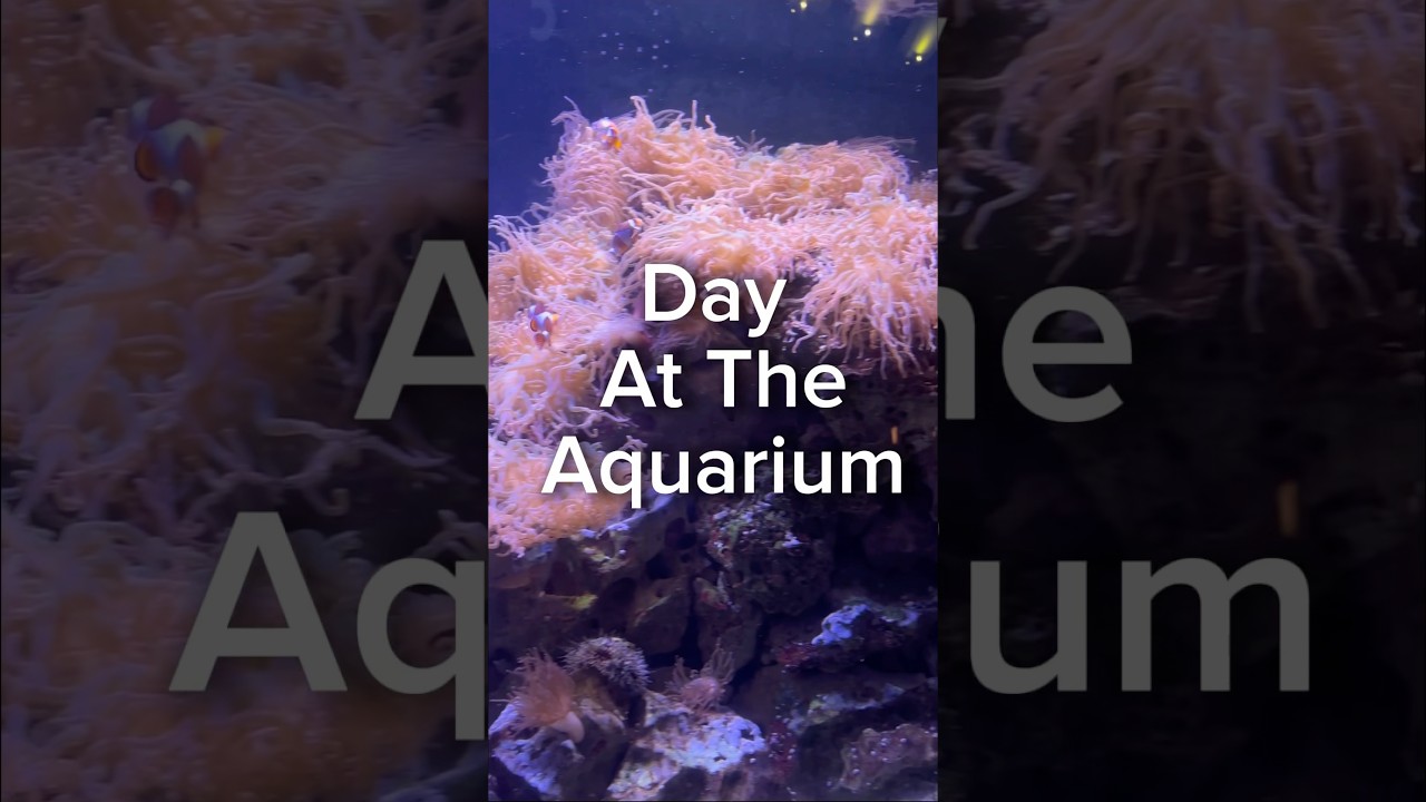 Day At The Aquarium ʕ•ᴥ•ʔ #aquarium #aquariumjourney #fypage #subscribe #fish #victorystar #foryou