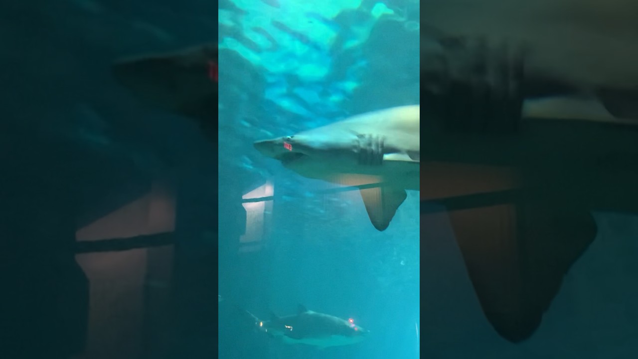 Shark: Jaws Experience at Adventure Aquarium! #Shark #AquariumAdventure #Jaws #Underwater #Ocean