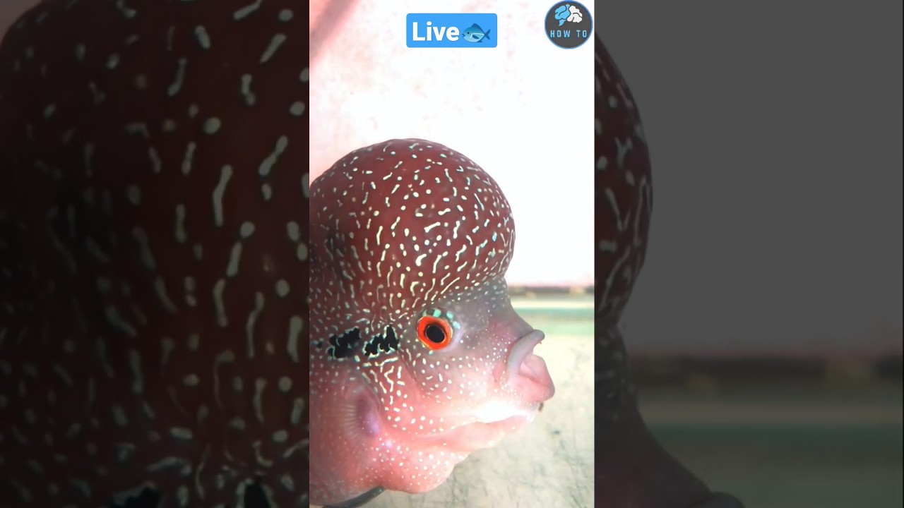 live fish #photography #trending #shorts / how to