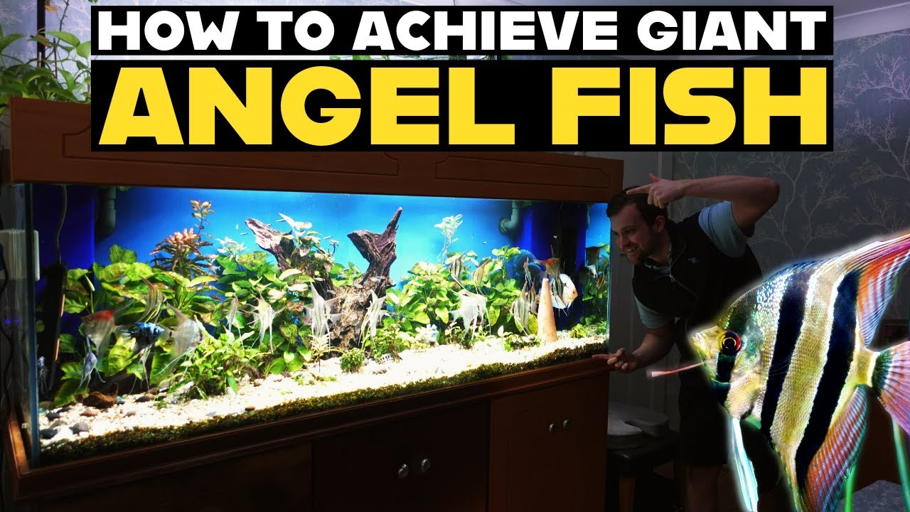 AMAZING ANGEL FISH COLLECTION | AQUARIUM TOUR