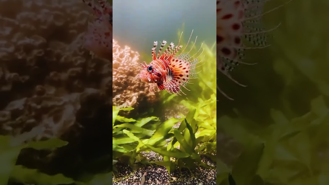 Animal Beasts | Entertainment | Pets and Animals | #New_1Updates | #NatureBeasts_5Dsj | #Shorts |