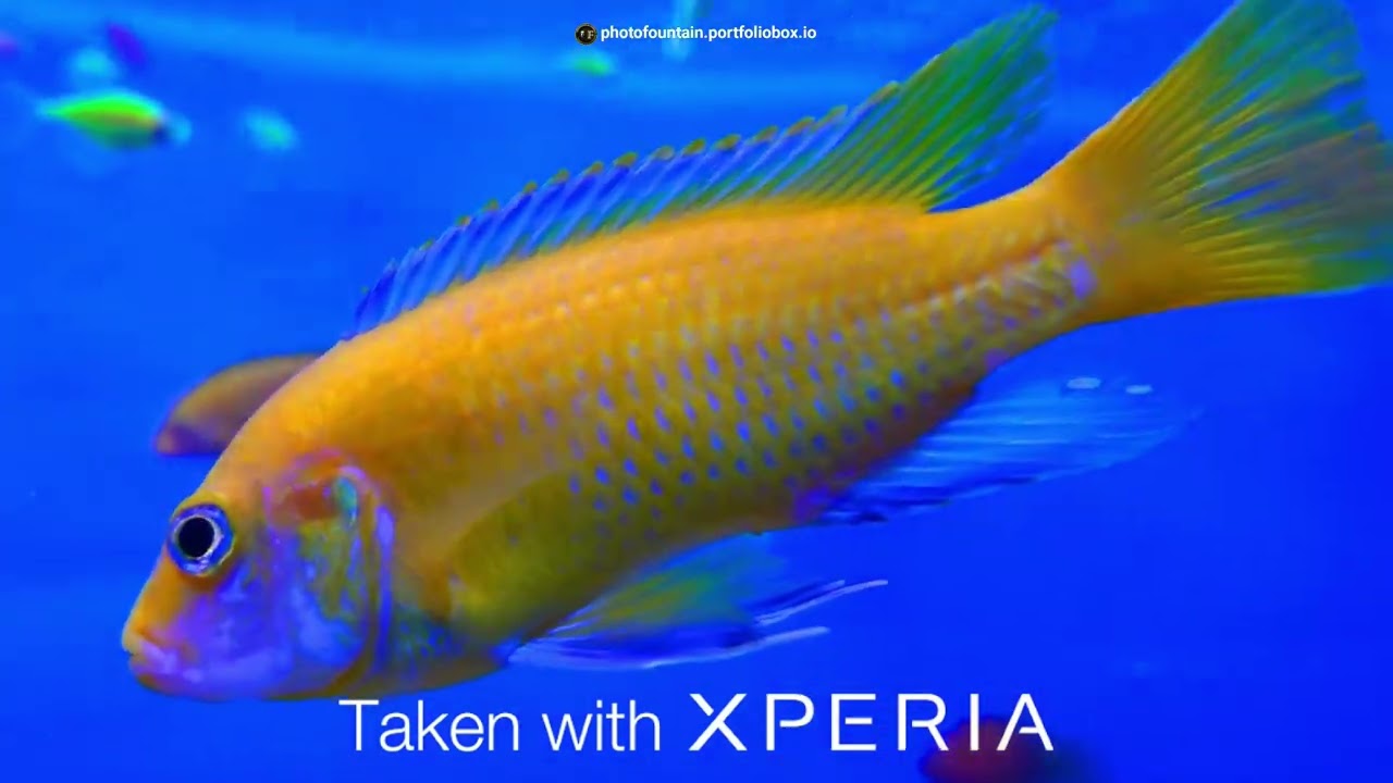 Aquarium || Sony Xperia XZs