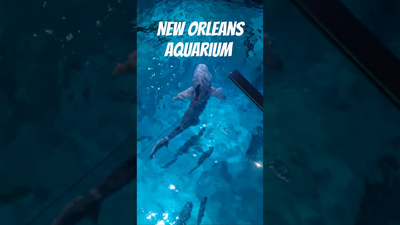 Aquarium #neworleanspelicans #neworleanssaints #louisiana #travel #nola #1 #amazing