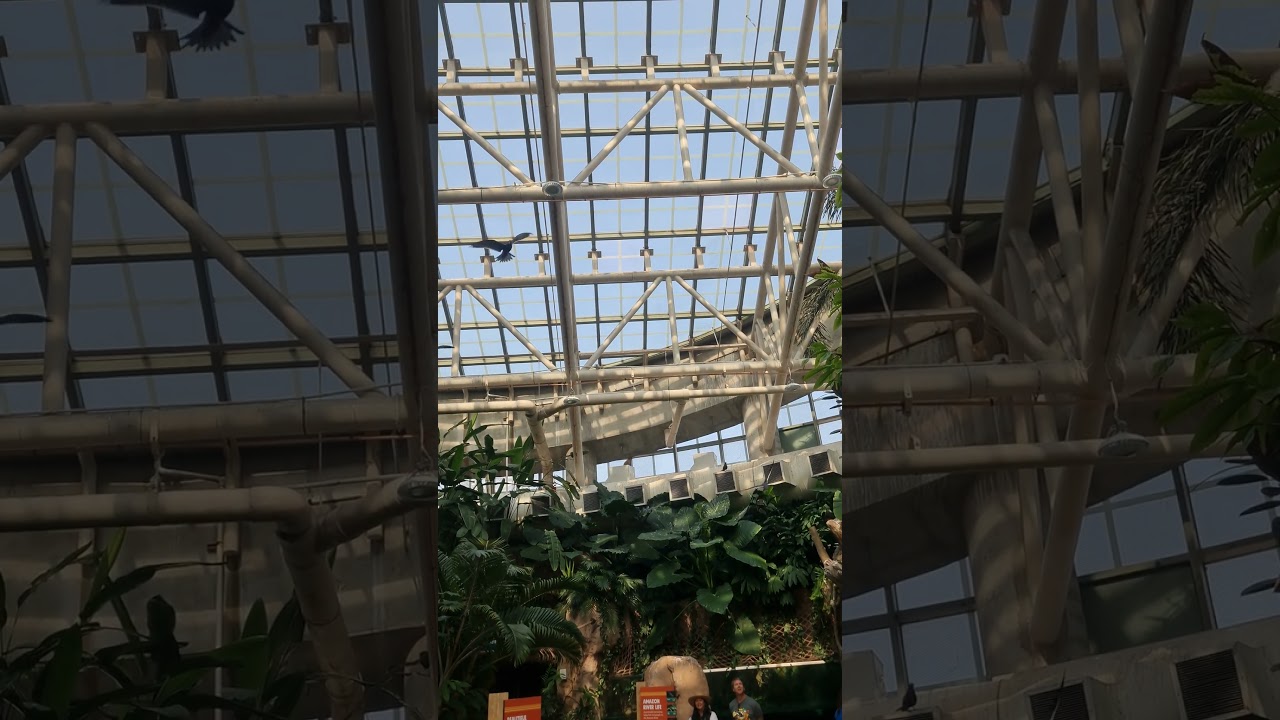 Aquarium #neworleanspelicans #neworleanssaints #louisiana #travel #nola
