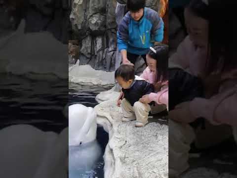 Baby’s First Aquarium Visit 🐬 | Dolphin Interaction That’ll Melt Your Heart 💙 #wholesome  #shorts