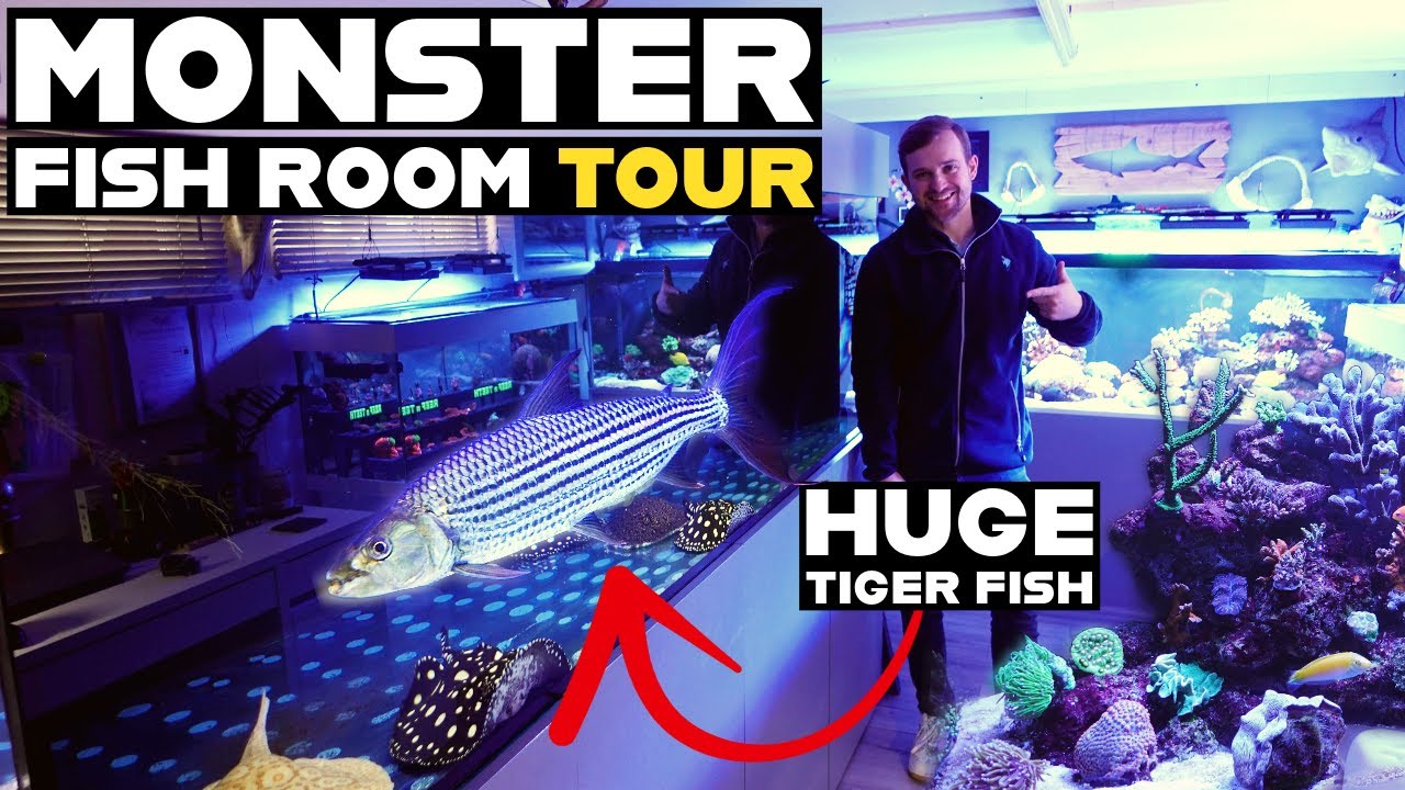 HUGE STINGRAY AQUARIUM & REEF TANK SYSTEM