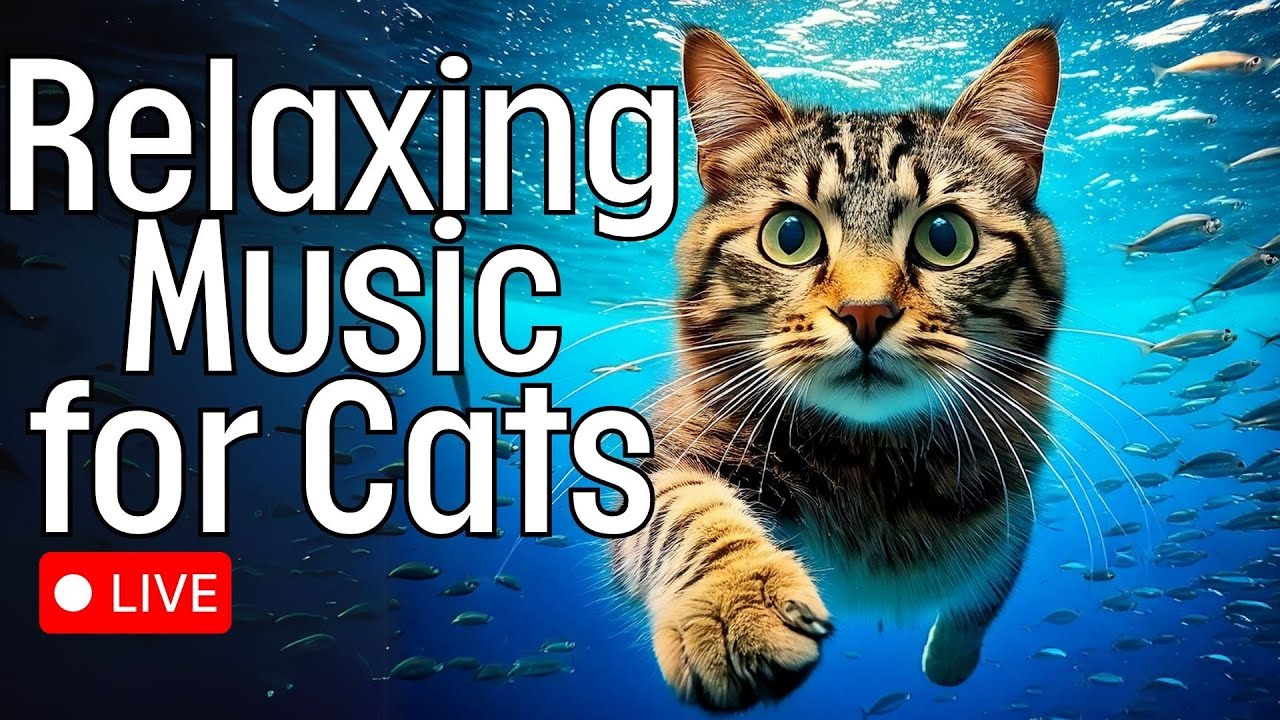 🔴[LIVE] Soothing Cat Music 🎵 Calming Lullabies for Cats🐱 🎵 Aquarium + Fish Footage for Peace 💤