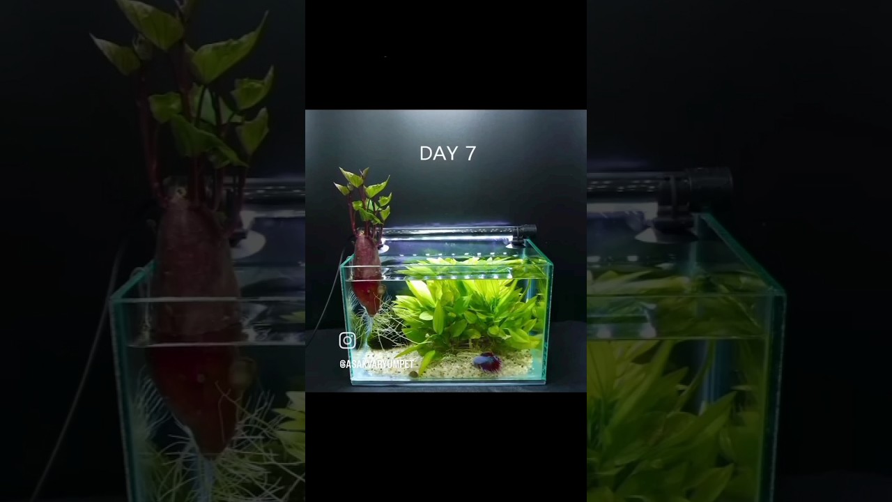 Planted Tank Decorations #aquarium #fishtank #aquascape #fish #bettafish #timelapse #viral #foryou