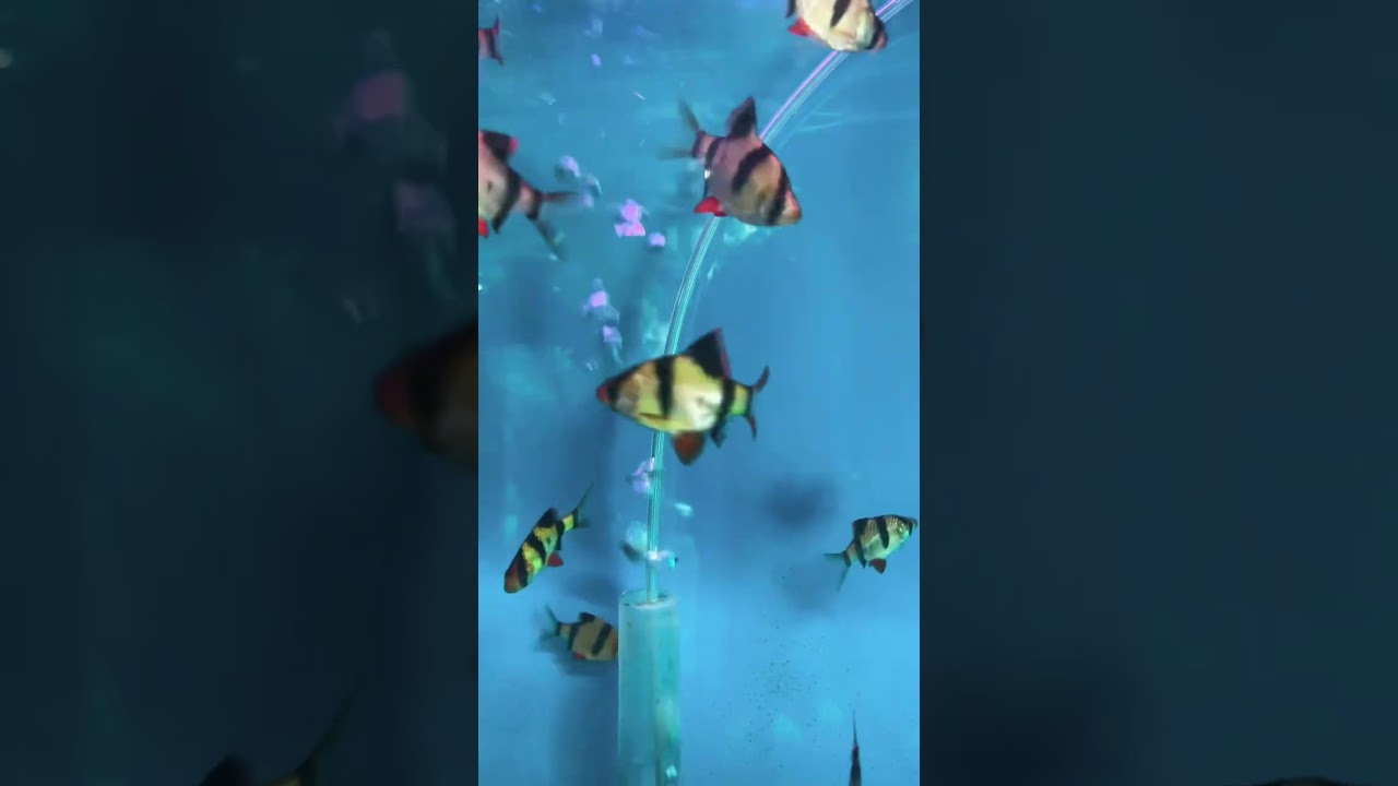 #aquarium #aquariumfish #fishingvideo #viralvideo #viralshorts #trending #trendingreels #viralnews