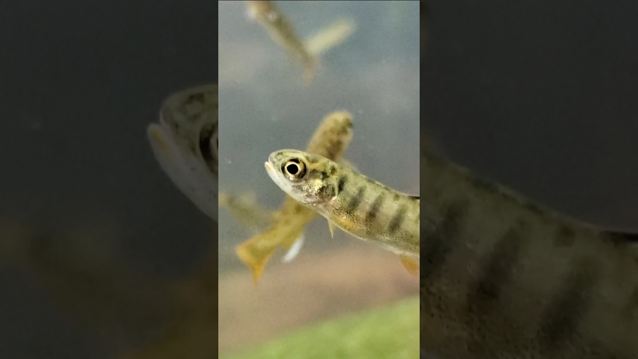 #fish #photography Close-Up Of A Salmon Fry | #relaxing #whitenoise