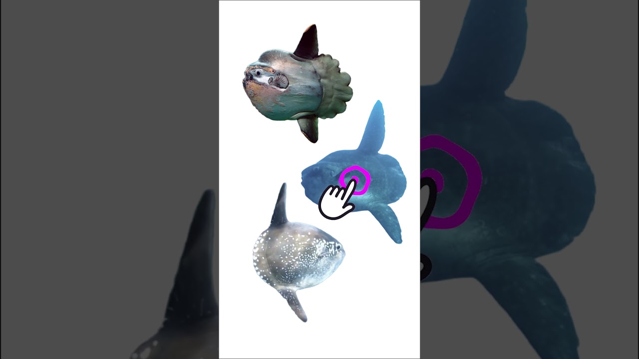 3 Species of Sunfish | Family: Molidae, Genus: Mola