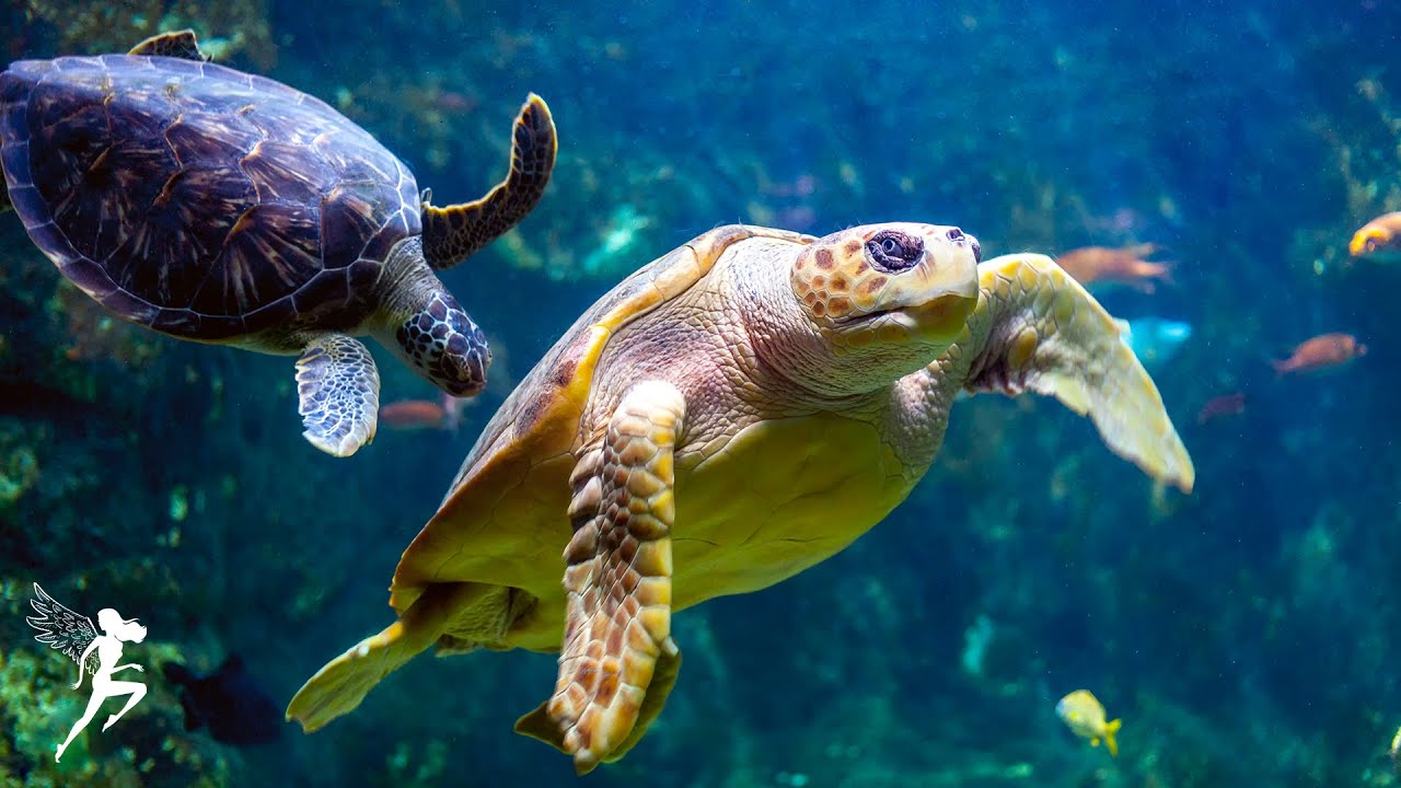 Baby Sleep Music, Lullaby for Babies To Go To Sleep – 12 Hours of Stunning Aquarium Relax Music