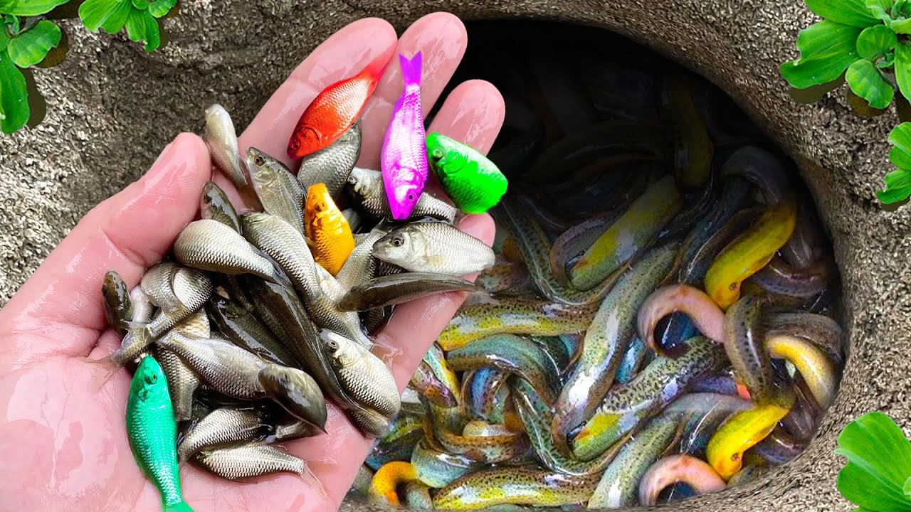 Catch Colorful Aquarium Fish in Small Pond, Neon Fish, Betta Fish, Three Tail Goldfish, Dragon Guppy